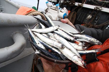 Informe anual de pesquerías revela el excelente estado de la anchoveta en la zona norte